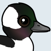 Bufflehead