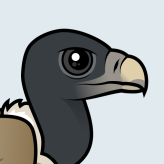 Indian Vulture