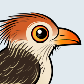 Guira Cuckoo