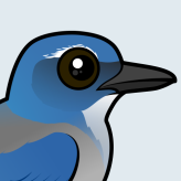 Woodhouse's Scrub-Jay