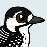 Red-cockaded Woodpecker