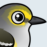 White-eyed Vireo
