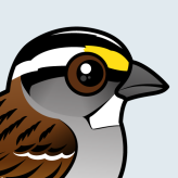 White-throated Sparrow