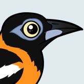 Venezuelan Troupial