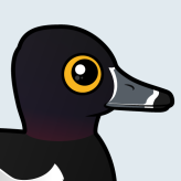 Ring-necked Duck