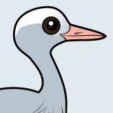 Blue Crane