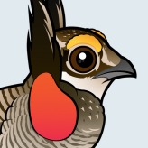 Lesser Prairie-Chicken