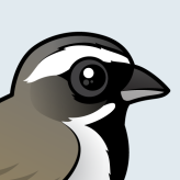 Black-throated Sparrow