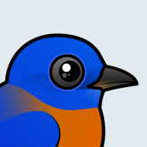 Western Bluebird