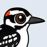 Hairy Woodpecker