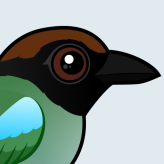 Hooded Pitta