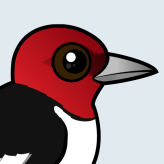 Red-headed Woodpecker