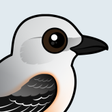Scissor-tailed Flycatcher