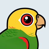 Yellow-headed Amazon