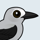 Clark's Nutcracker