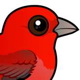 Summer Tanager