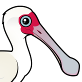African Spoonbill