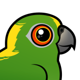 Yellow-naped Parrot