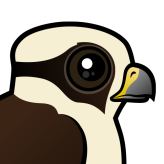 Laughing Falcon