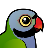 Lord Derby's Parakeet