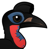 Abyssinian Ground Hornbill