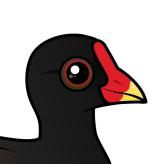 Common Moorhen