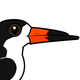 Black Skimmer