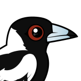 Australian Magpie