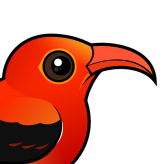 'I'iwi
