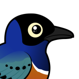 Superb Starling