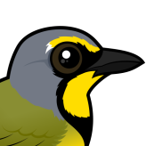 Bokmakierie