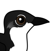 Scripp's Murrelet