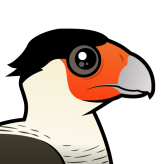 Crested Caracara