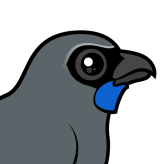 Kokako