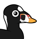 Surf Scoter