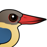 Stork-billed Kingfisher