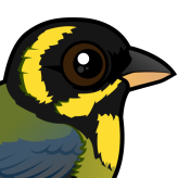 Gold-ringed Tanager