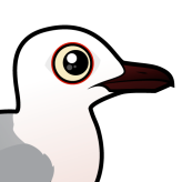 Slender-billed Gull