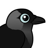 Jackdaw