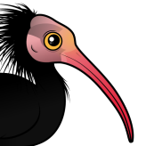 Northern Bald Ibis