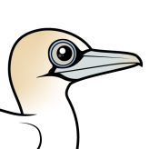 Northern Gannet