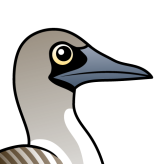 Blue-footed Booby