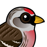 Common Redpoll