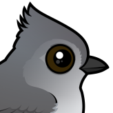 Oak Titmouse