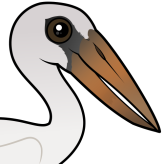 Asian Openbill