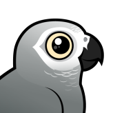 Gray Parrot