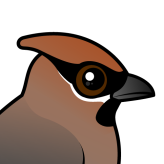 Bohemian Waxwing