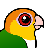 White-bellied Parrot