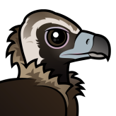 Cinereous Vulture