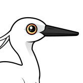 Little Egret
